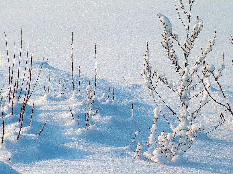 plantes neige