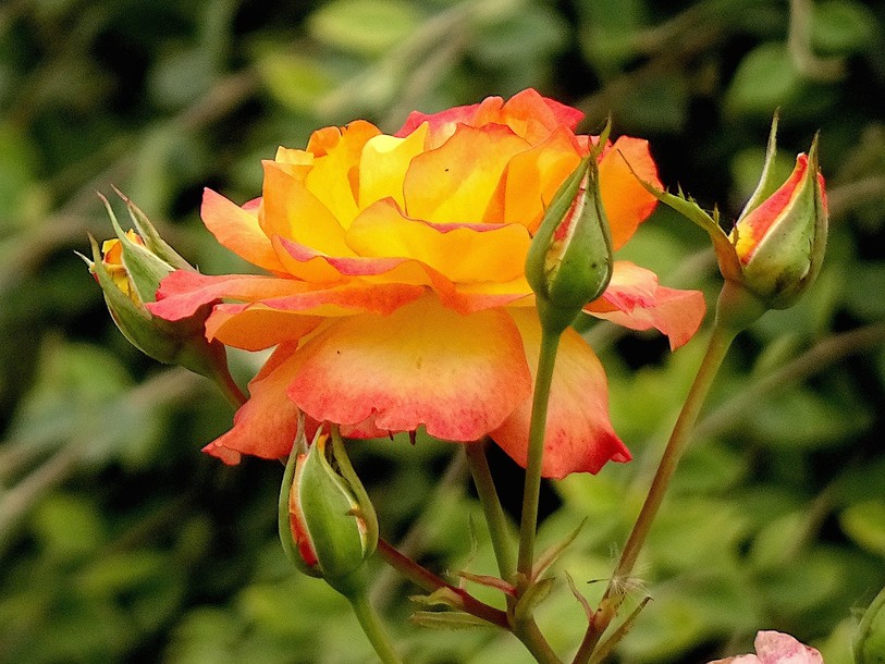 rose