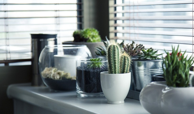 plantes interieur
