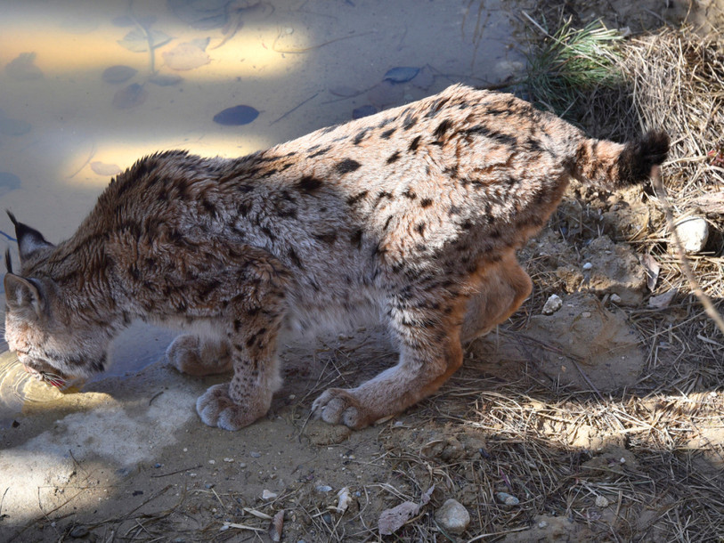 Le canton de Neuchâtel est favorable à ce que le zoo de La Garenne devienne un centre de réhabilitation romand pour la faune (Photo : KEYSTONE/CHRISTIAN BRUN.)