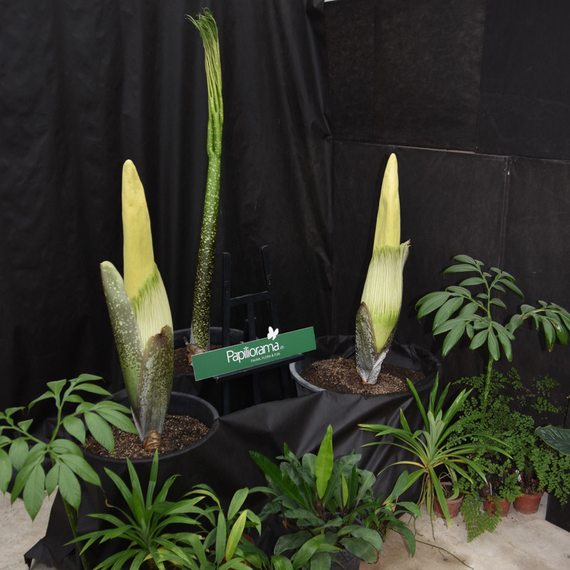 Les deux tubercules d'Arum Titan sont en passe d'éclore. Un évènement rarissime. Photo : Papillorama de Chiètres