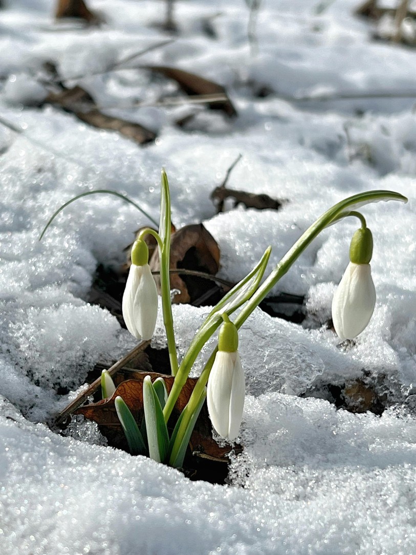 Quand la nature sort de l’hiver