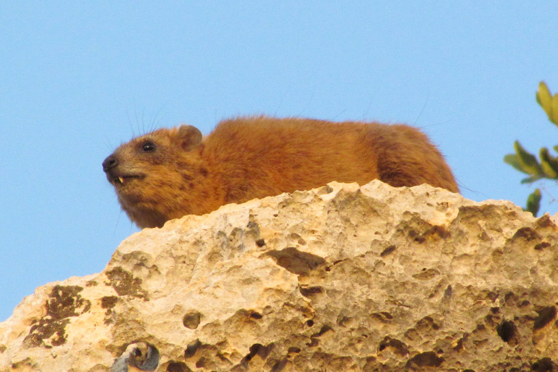 Un daman du Cap, Procavia capensis, (une espèce actuelle d'hyrax) dans son habitat naturel au Proche-Orient. (Photo : Davit Vasilyan)