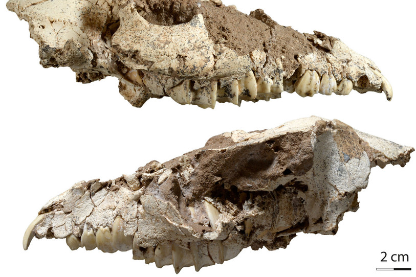 Vues latérales du crâne d’Armenohyrax aznavouriani découvert en Arménie. (Photo : JURASSICA)