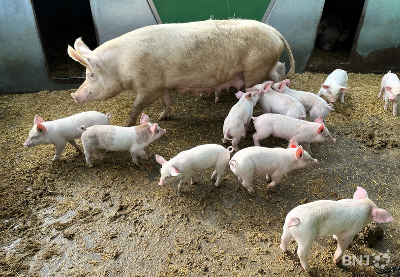 La viande de porc n'est aujourd'hui achetée que 3,30 francs le kilo aux producteurs.