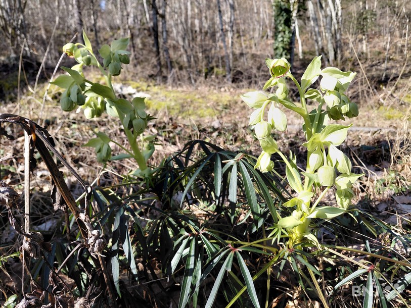 hellebore