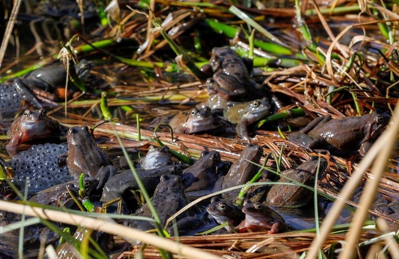 L’hiver est à peine terminé que les amphibiens quittent leurs cachettes et se mettent en route vers les cours d’eau où ils vont se reproduire. Ils sont plusieurs millions à le faire, précise Pro Natura. (Source: Matthias Sorg)