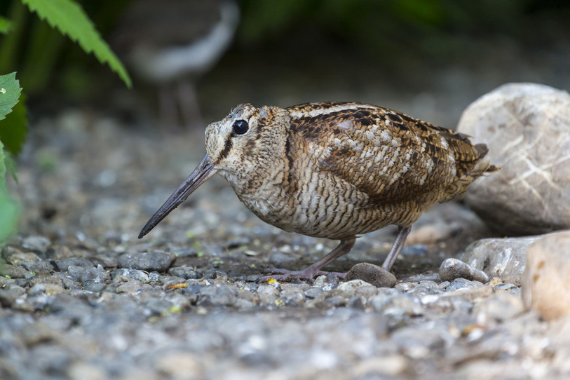 Parfois, des espèces d’oiseaux rares comme la bécasse des bois visitent également la station de soins. En 2020, elle s’est occupée de deux de ces rares échassiers. (Photos : Station ornithologique suisse)