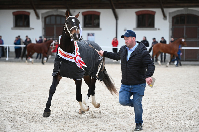 Leslo, qui a remporté le concours, fait la fierté de son éleveur Armand Froidaux. (Photo : FSFM/Lucie Heusler)