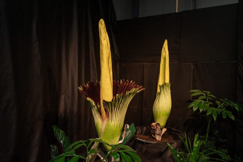Chaque floraison de l'Arum titan est un événement. (photo archive: Jörg Haefeli, Papiliorama)