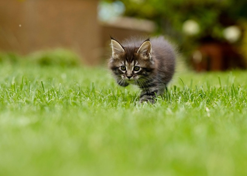 Un gazon aussi doux qu'un chaton !