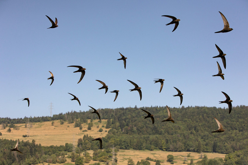 Les martinets qui volent dans le ciel de Glovelier peuvent profiter de la vigilance du GPNG depuis 40 ans (photo: Groupement de protection de la nature de Glovelier)