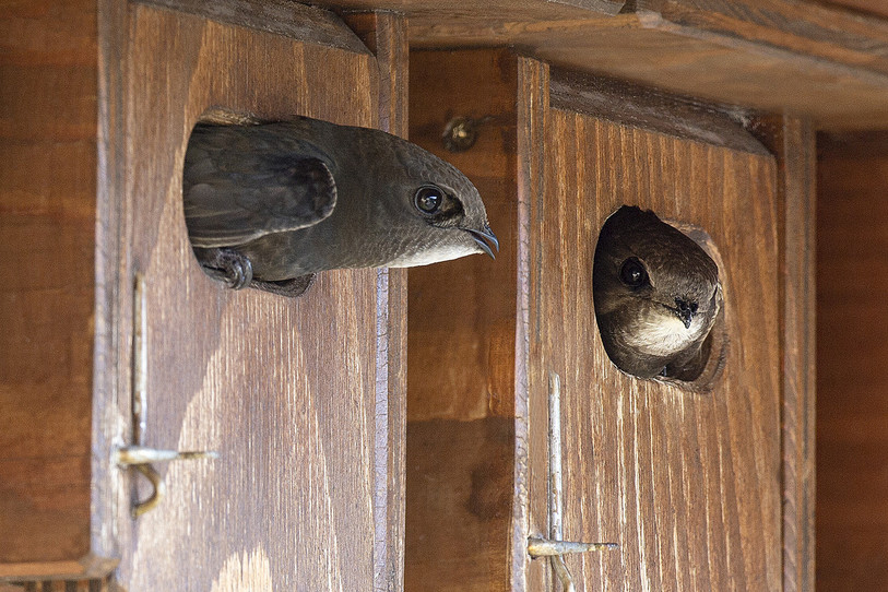 La pose de nichoirs pour les martinets fait partie des nombreuses activités du GPNG (photo: Groupement de protection de la nature de Glovelier).