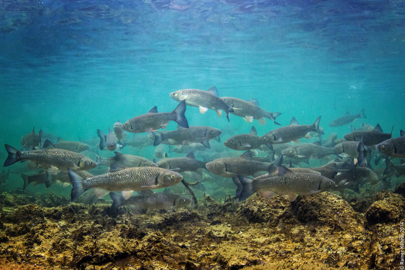 Le chevaine, poisson de l'année 2021, est très robuste et se trouve dans presque toutes les eaux en Suisse. (Photo: Rainer Kühnis pour la Fédération suisse de pêche)