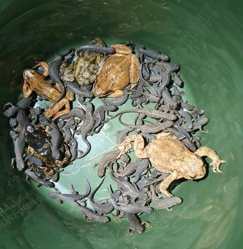 Les batraciens sont des animaux nocturnes. Dans ce seau, on peut apercevoir une grenouille rousse, des crapauds communs et des tritons alpestres (Photo : Robin Arnoux).