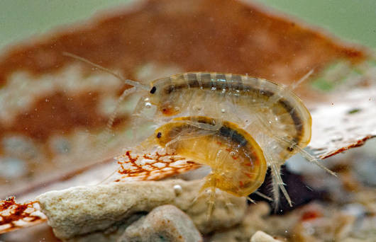 Un couple de gammares des ruisseaux. (Photo : Verena Lubini, Pro Natura)