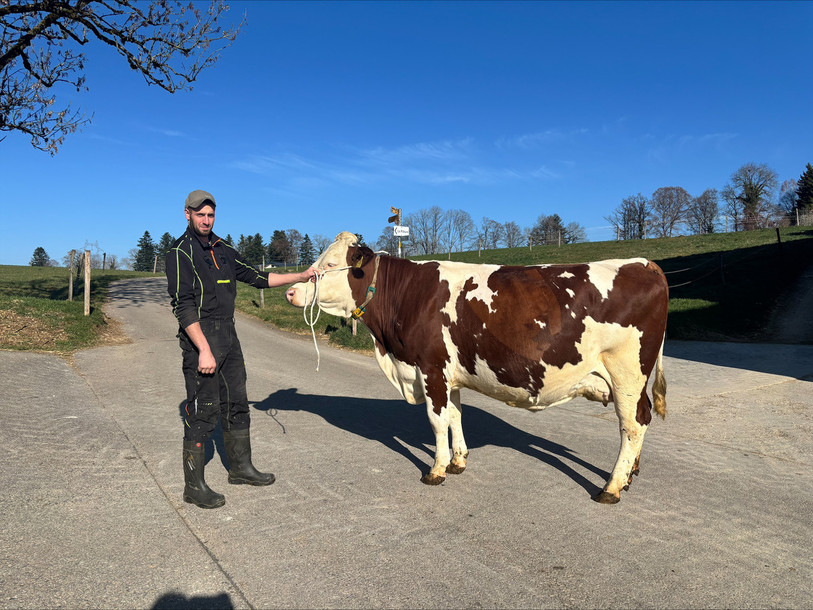 Nicolas Oberli participe à l'Arc Jurassien Expo avec plusieurs vaches.