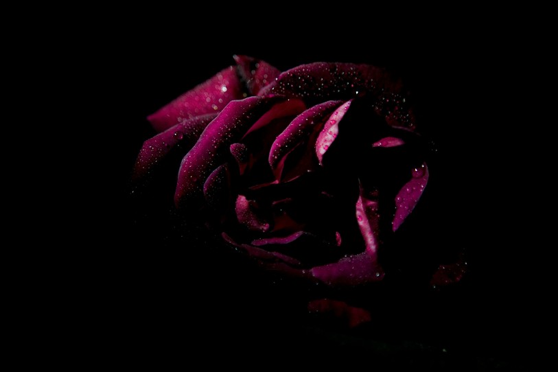 Les couvertures de livres de dark romance sont souvent sombres, et arborent parfois des têtes de mort ou des roses. (Photo : illustration)