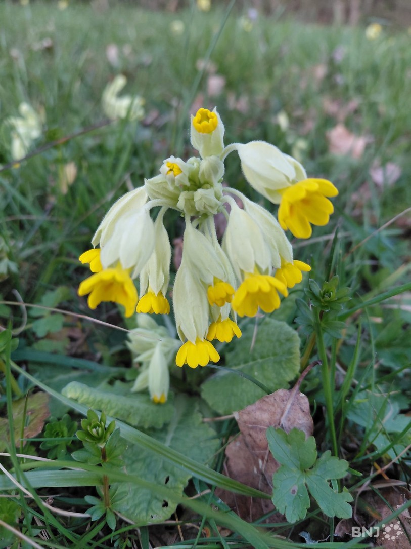 primevère officinale