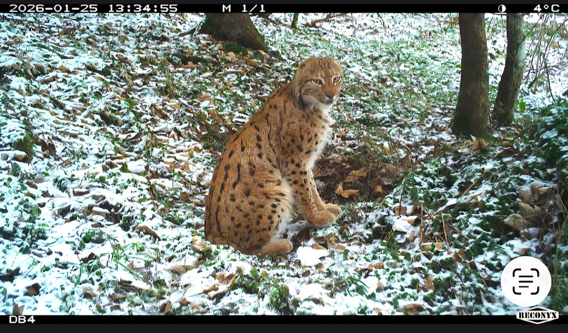 Le lynx « Félix », croqué par un piège photographique (Photo : SFFN).