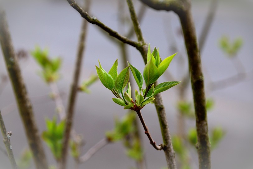 printemps