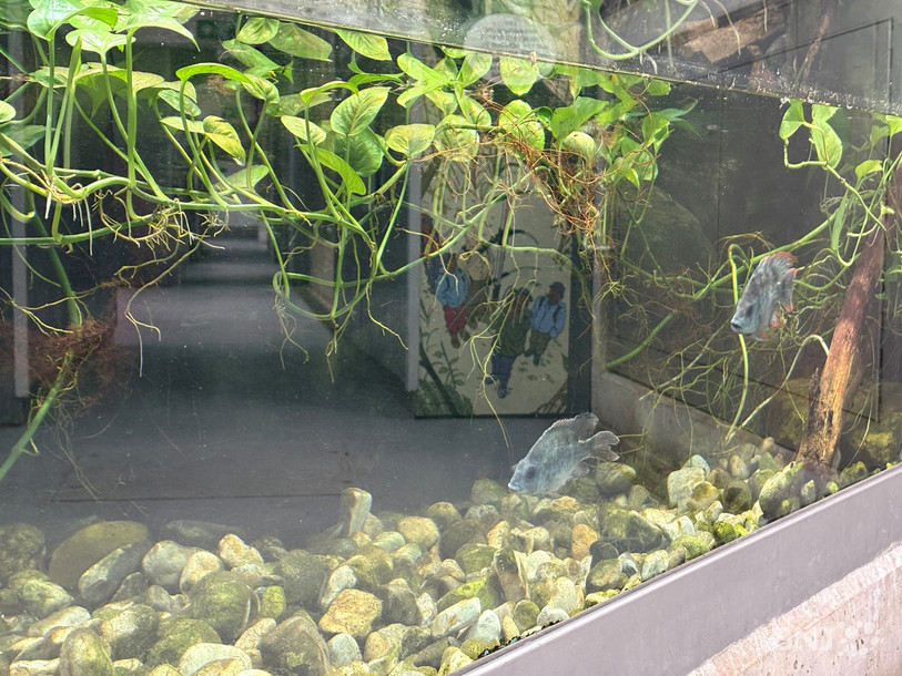 Une dizaine de Joba Mena, encore timides, ont pris leurs quartiers au Vivarium.