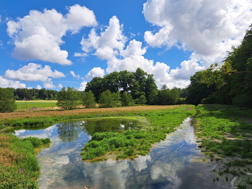 Le Canton poursuit son processus de protection des marais d’importance nationale, comme ici à Bonfol. (Photo : ENV.)