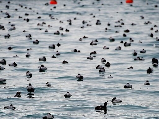 Le lac de Neuchâtel n'avait pas compté autant d'oiseaux depuis 1990 (photo : KEYSTONE/JEAN-CHRISTOPHE BOTT)