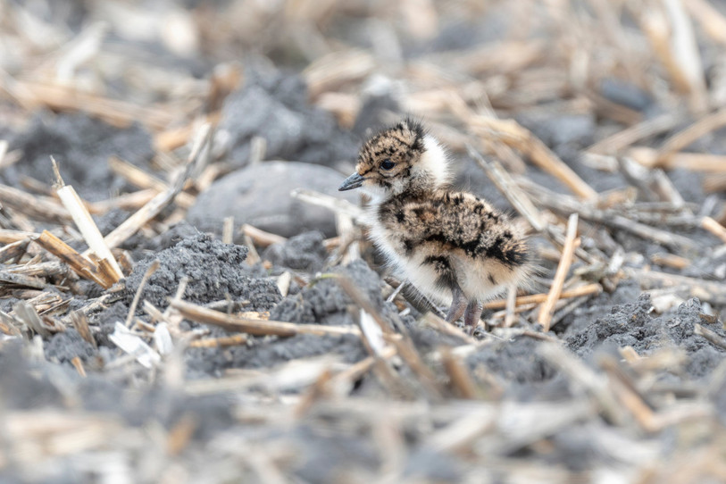 Les vanneaux sont des nidifuges: dès leur éclosion, les poussins sont capables de marcher et de chercher leur nourriture tout seuls. (Photo : Lucas Lombardo)