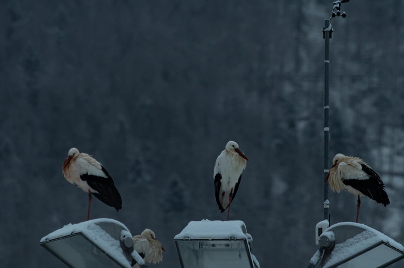 Un plumage fait pour résister aux températures hivernales, même négatives. (Photo: Danilo Corvaglia)