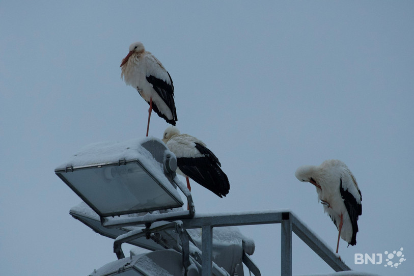 Plusieurs cigognes ont été vues à Moutier, notamment sur l'éclairage du stade Henri Cobioni. (Photo : Danilo Corvaglia)