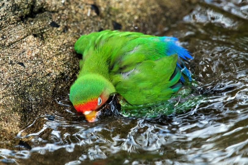 Image prétexte de perroquet dans l’eau. Unsplash