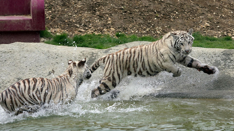Malgré la pandémie, les tigres blancs continuent de s'amuser à Crémines. ( Photo: Sikypark)