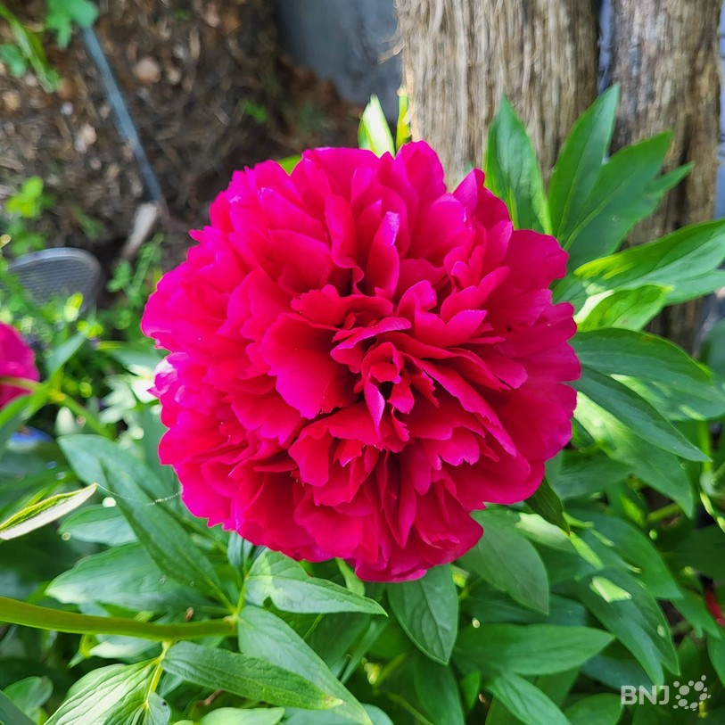 pivoine