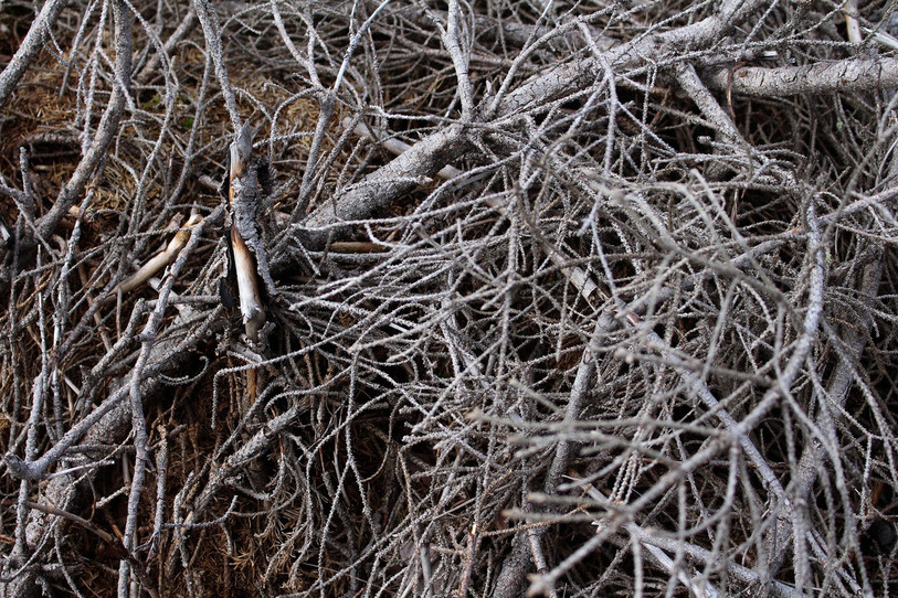 L'élimination des branches diffère d'une commune à l'autre. (Photo : libre de droits)