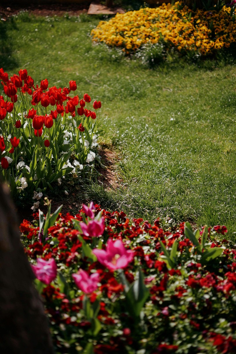 Massif de fleurs