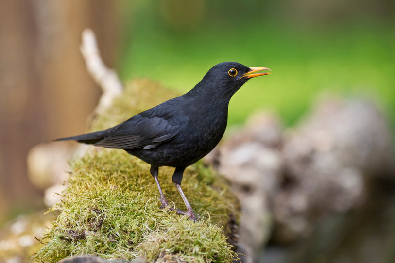 Le merle noir est souvent considéré comme l’un des meilleurs chanteurs de nos jardins. Comme il est le troisième oiseau le plus répandu de Suisse, son chant mélodieux retentit dès le mois février dans presque tout le pays. (Photo : vogelwarte.ch/ Marcel Burkhardt)