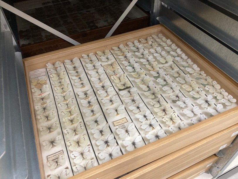 Le Muséum d'histoire naturelle de Neuchâtel compte environ un demi-million d'insectes dans ses collections.