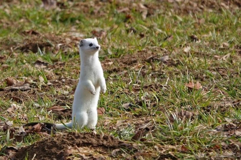 L’hermine se laisse facilement observer quand elle est encore blanche. (Photo : Pierre Boillat).
