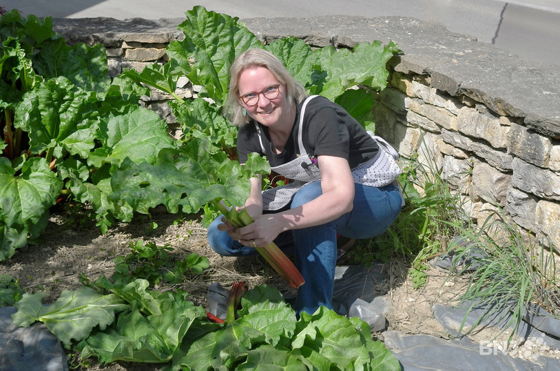 Caroline Schori cueille la rhubarbe dans son jardin.