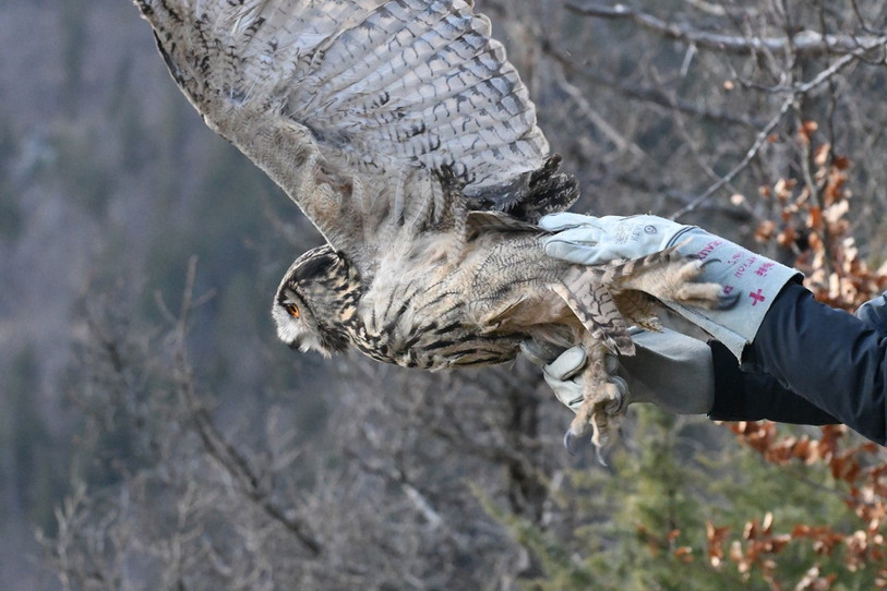La station de soins du zoo du Bois du Petit-Château a remis en liberté un deuxième hibou Grand-duc. (Photo: Solange Chuat)