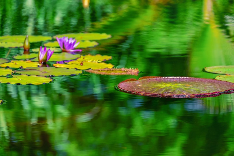 Etang