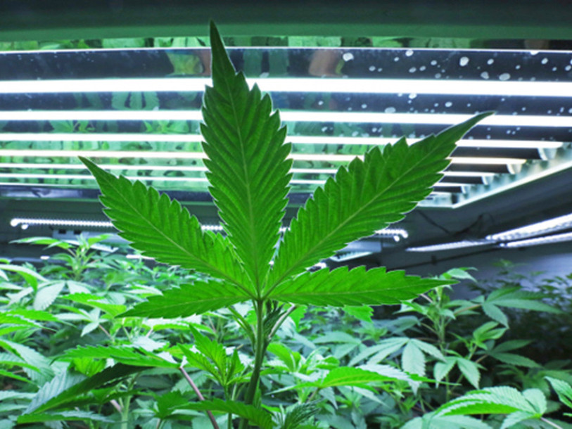 Environ deux tiers des interpellations en lien avec la loi sur les stupéfiants concernent le cannabis dans le Jura. (Photo : KEYSTONE/AP/Eric Engman)