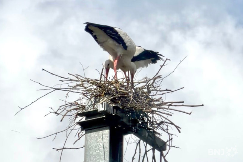 Le couple de cigognes s'entête depuis près d'un mois sur ce poteau des CFF.