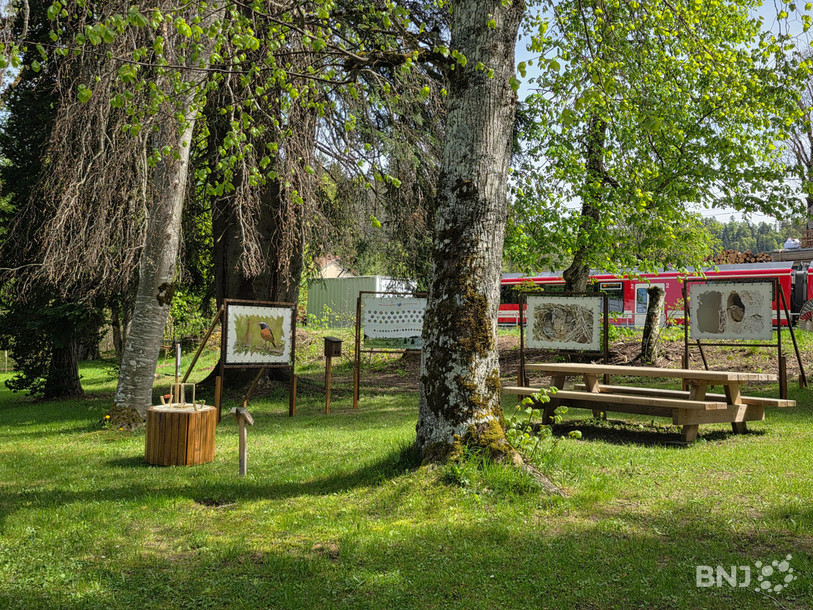 Dans le cadre de ce projet, une exposition itinérante prendra place dès ce vendredi à 17h45 au nord de la gare de La Ferrière, sur le rougequeue à front blanc. (Photo : ldd)