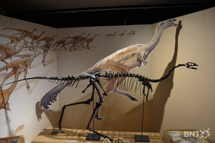 Jurassica emmène son visiteur dans le monde des dinosaures.