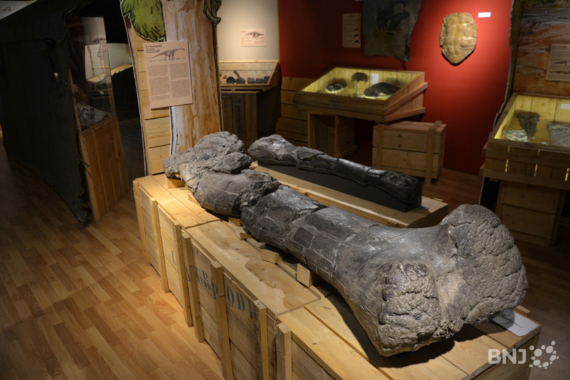 Le fémur d'un sauropode, parmi les dinosaures les plus grands du monde, est exposé à Jurassica. Il mesure plus de deux mètres et a été conservé en très bonne qualité.