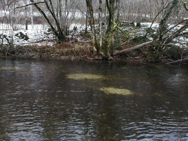 Les œufs forment des « taches » sur les cours d'eau. C'est dans un agglomérat de ce type que le passage du saumon a pu être observé. (Photo : Gérard Zürcher)