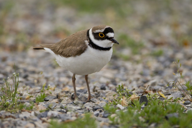 La prévention des dérangements est porteur d'espoirs pour le petit gravelot, une espèce menacée en Suisse. (Photo : Marcel Burkhardt/Station ornithologique suisse).
