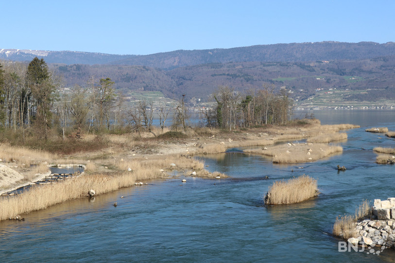 Une plateforme de nidification a été installée au début du mois de mars dans la réserve naturelle de Hagneck au bord du lac de Bienne.